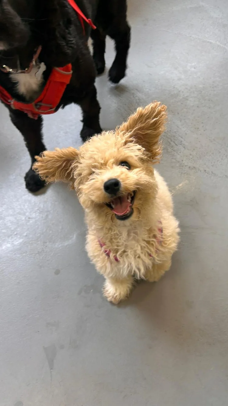 antalya köpek traşı