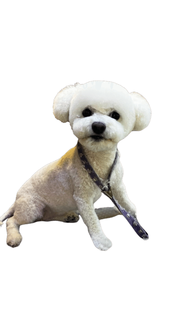 pet kuaförü antalya