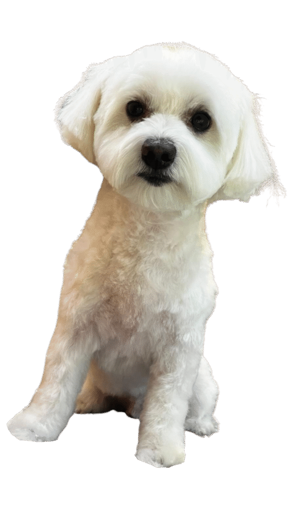 antalya pet kuaförü