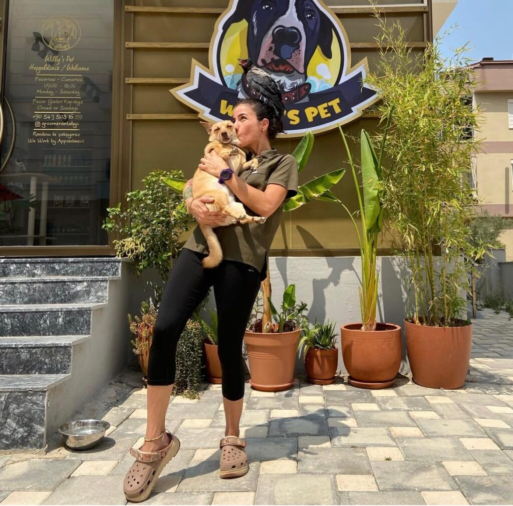 willys pet willys pet